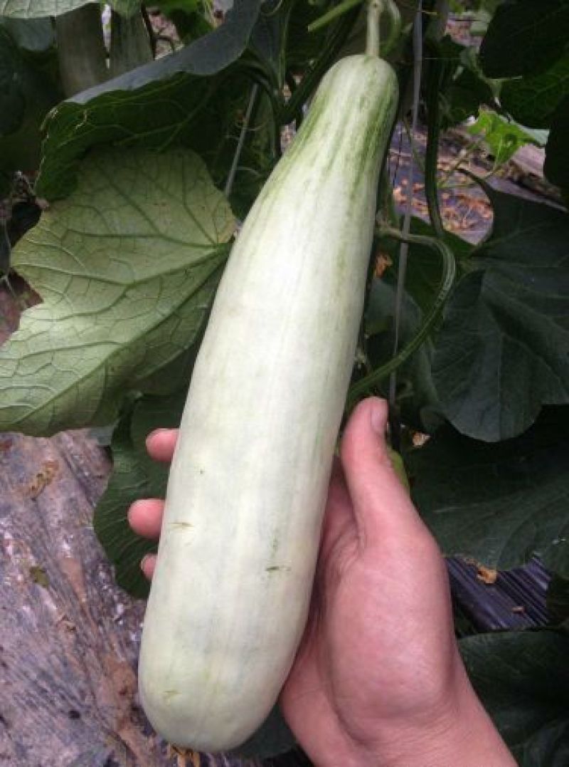 羊角蜜甜瓜统货1斤以上