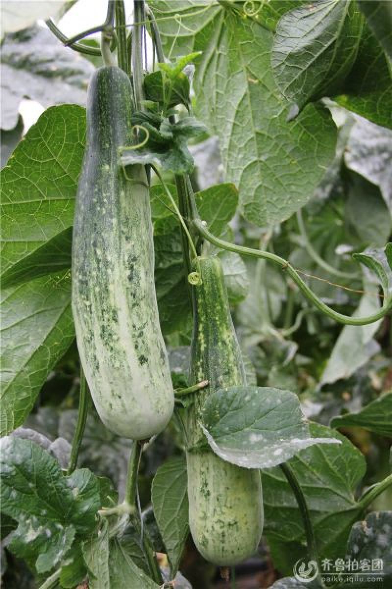 羊角蜜甜瓜统货1斤以上