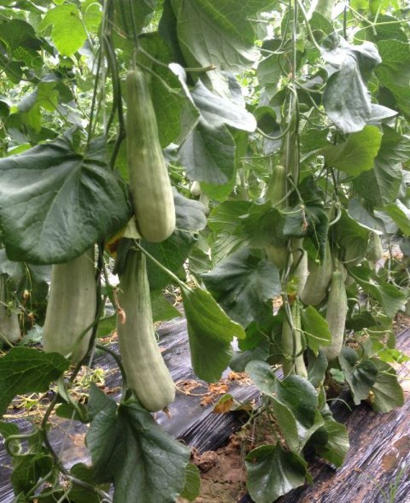 羊角蜜甜瓜统货1斤以上
