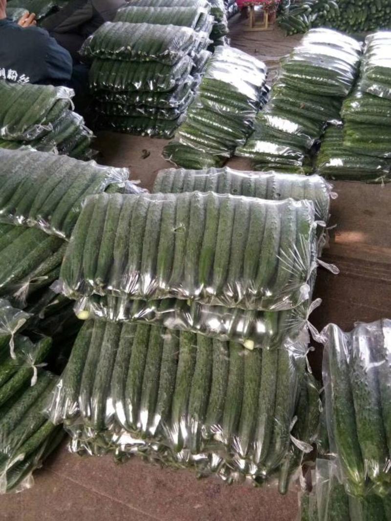 密刺黄瓜25公分以上鲜花带刺专业打包团队代发全国