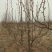 梨树6~8cm1.5~2米