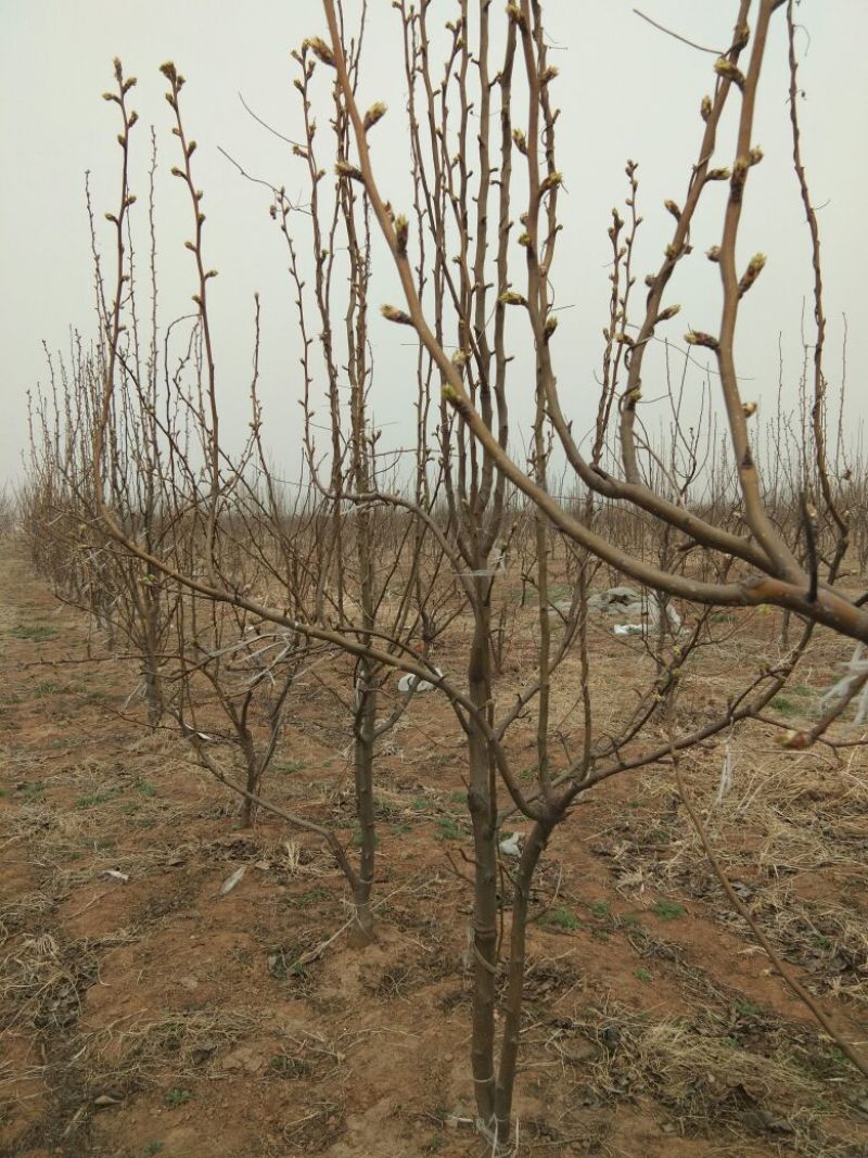梨树6~8cm1.5~2米
