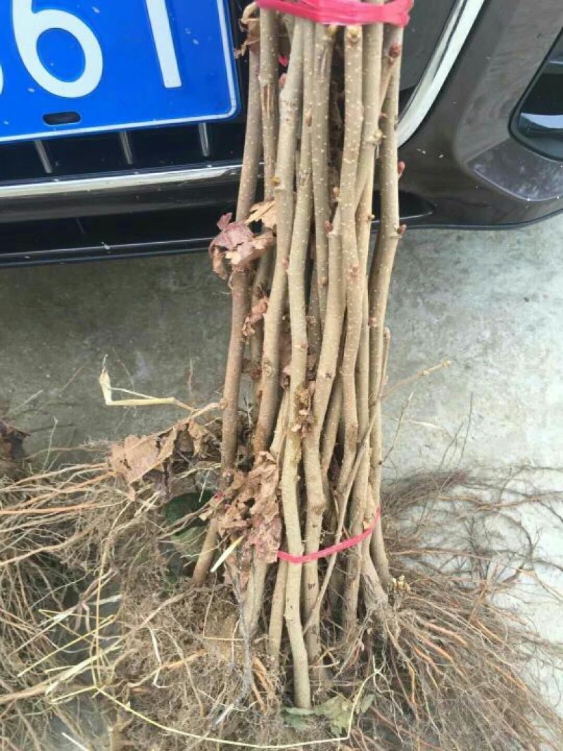 榛子苗