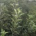 苹果树苗矮化砧红富士成苗