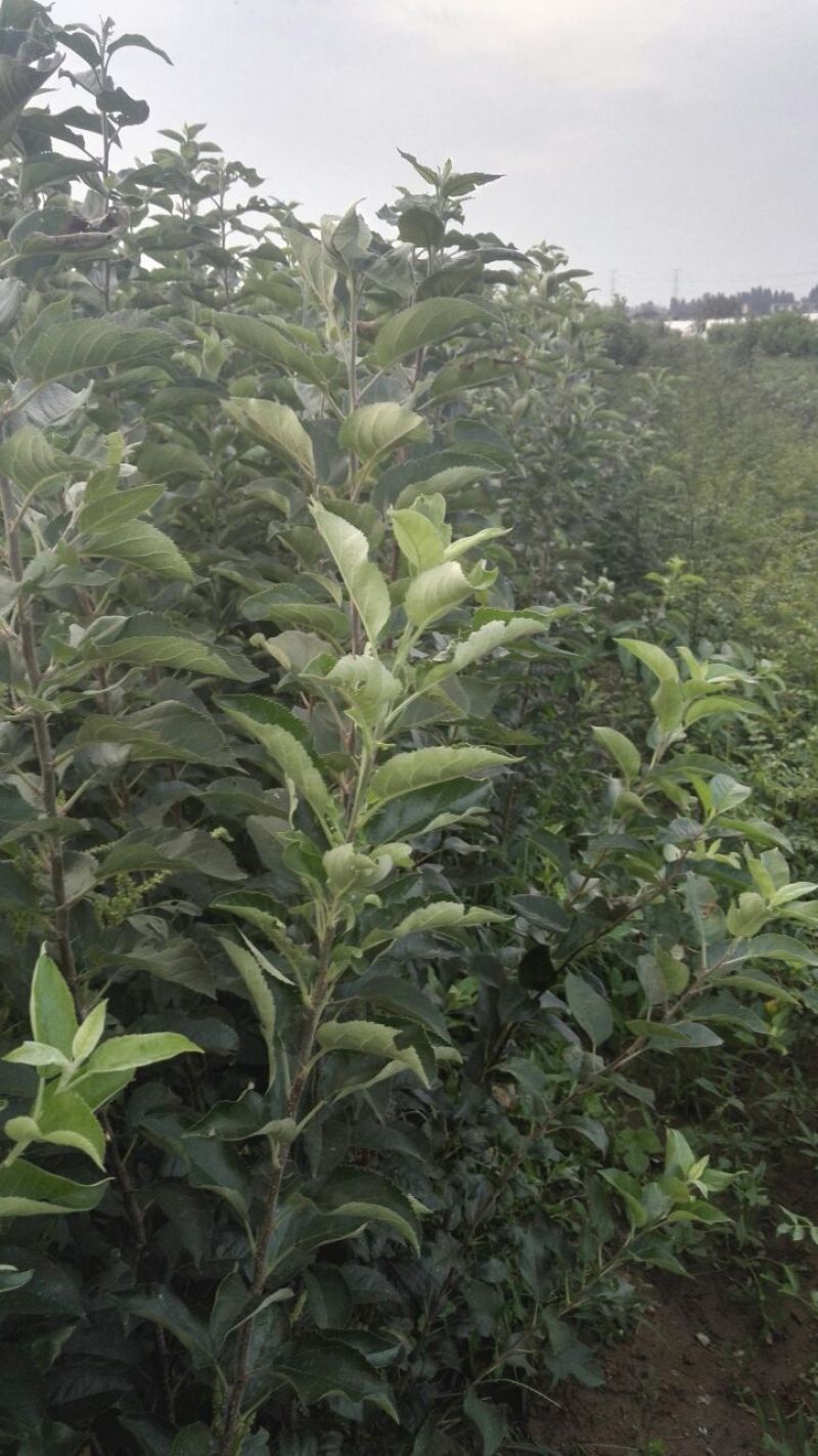 苹果树苗矮化砧红富士成苗