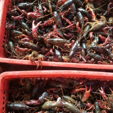 中青456钱小龙虾金湖盱眙兴化龙虾硬规格批发