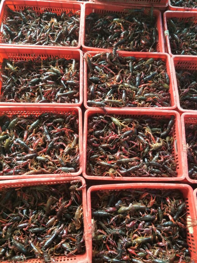 兴化小龙虾金湖小龙虾789钱批发