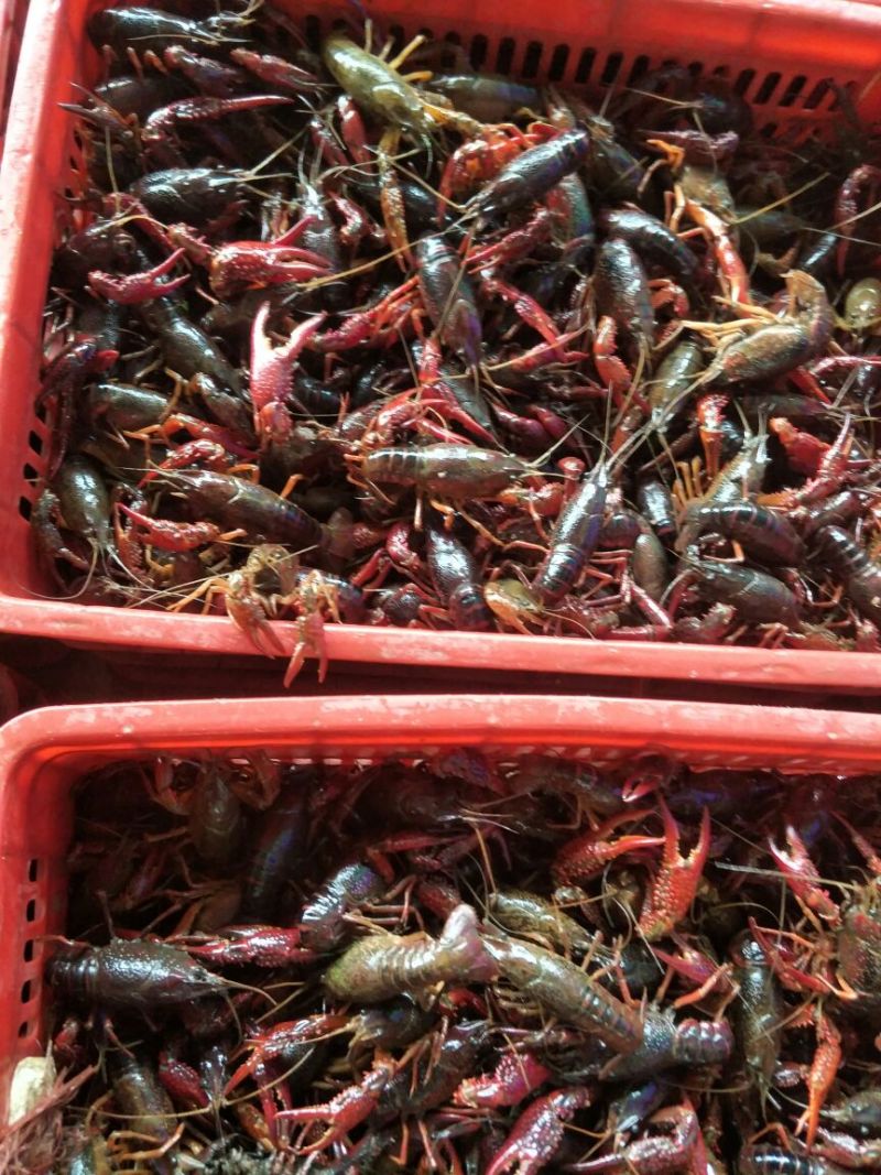 兴化小龙虾金湖小龙虾789钱批发