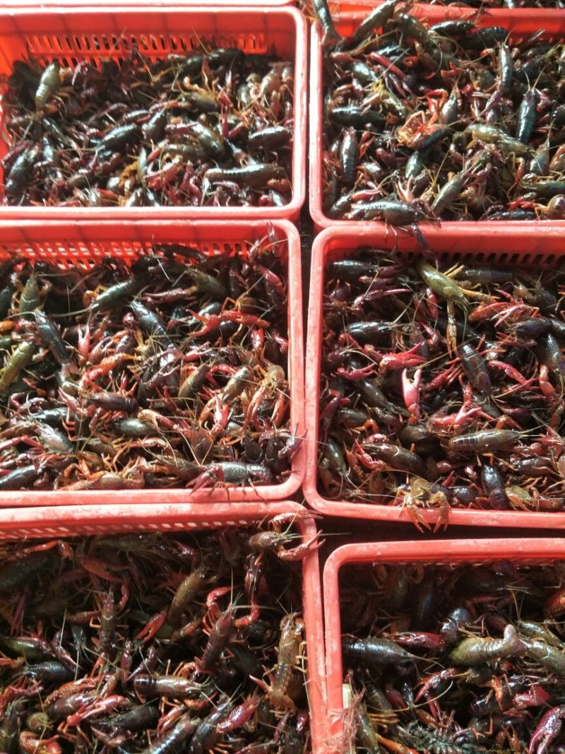 小龙虾尾冻虾尾麻辣虾尾龙虾尾虾仁