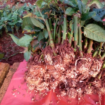 红玫瑰苗10cm以下