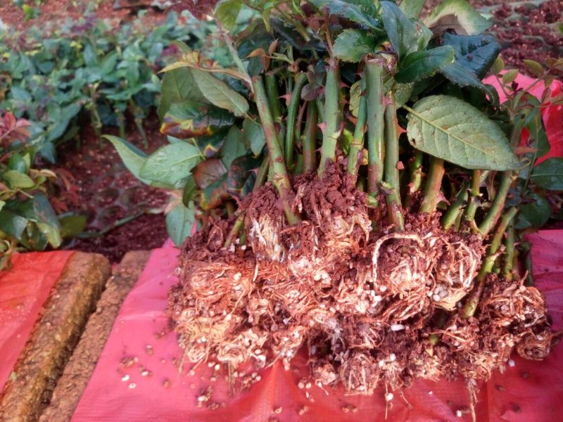 红玫瑰苗10cm以下