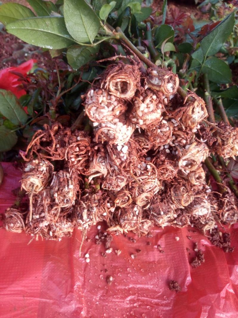 红玫瑰苗10cm以下