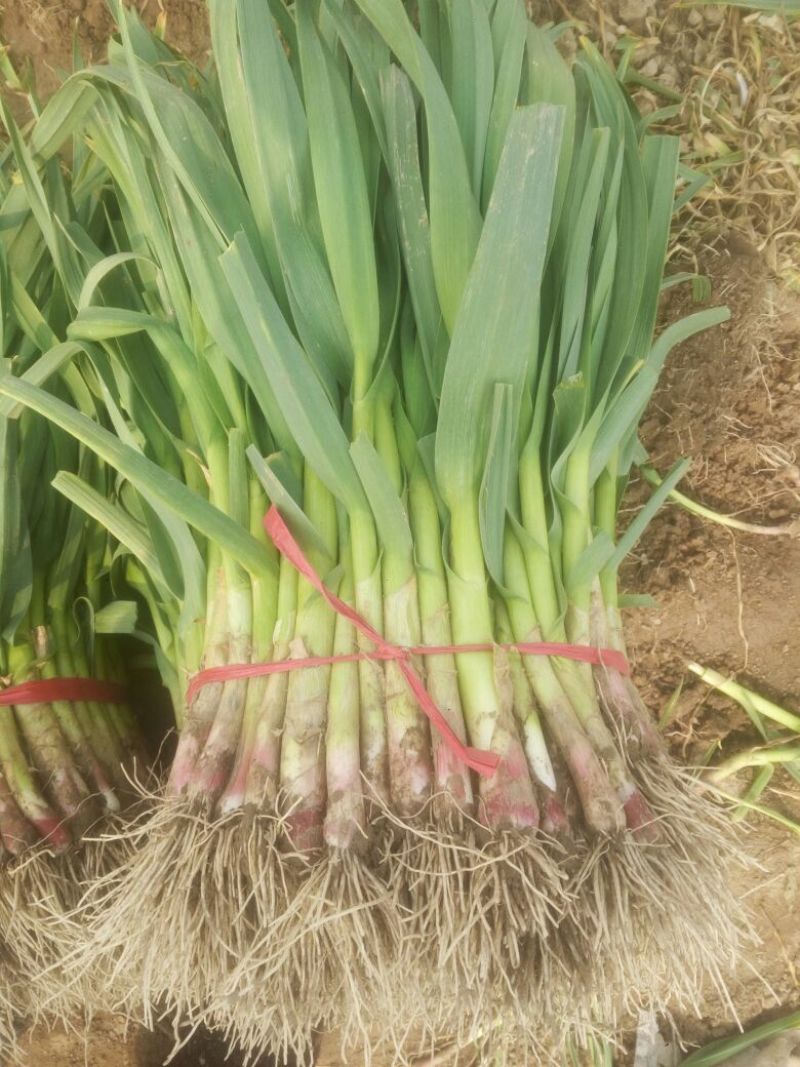 红根蒜苗45~50cm