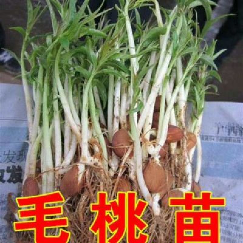 毛桃芽98%以上