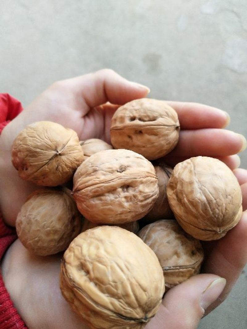 香玲核桃去皮30~35mm干