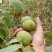 香玲核桃去皮30~35mm干