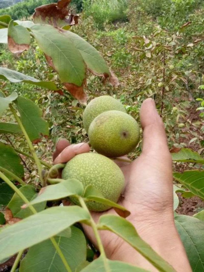 香玲核桃去皮30~35mm干