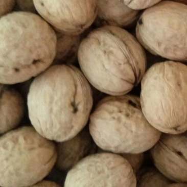 香玲核桃去皮30~35mm干