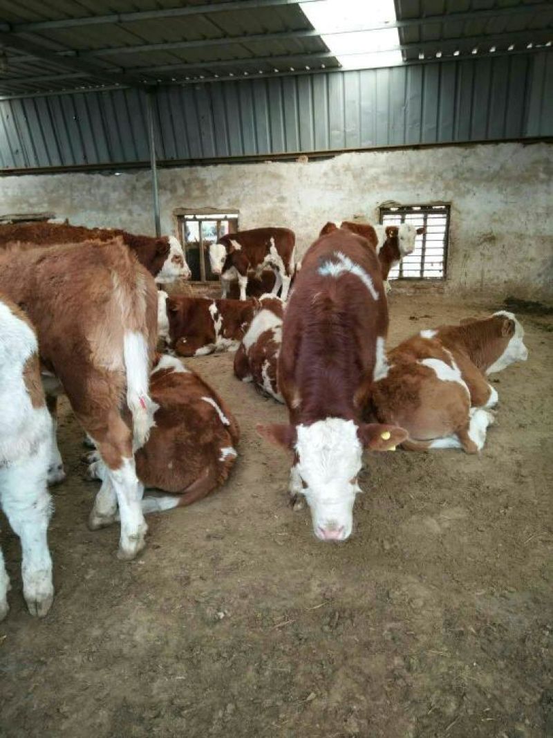 西门塔尔牛犊100~200kg