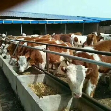 西门塔尔牛犊100~200kg