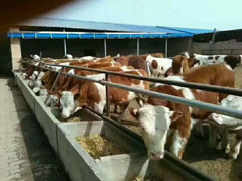 西门塔尔牛犊100~200kg