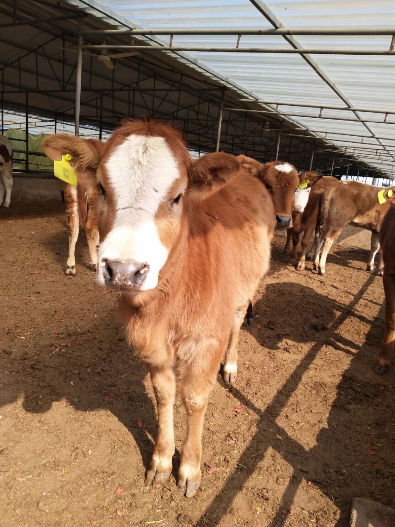 西门塔尔牛犊100~200kg
