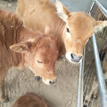 鲁西黄牛犊100~200kg