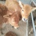 鲁西黄牛犊100~200kg