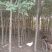 小叶榆树6~8cm8~10cm3.5~4m