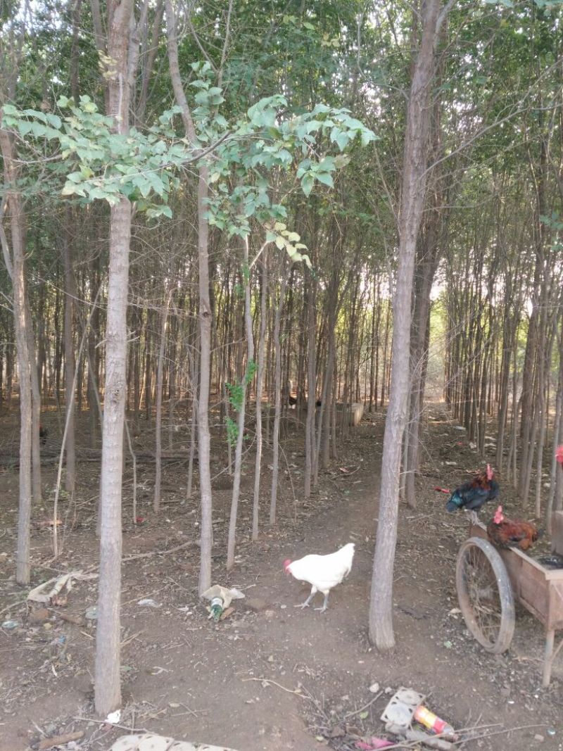 小叶榆树6~8cm8~10cm3.5~4m