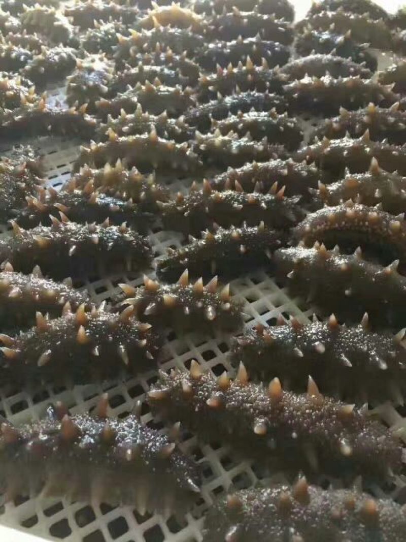 海刺参食用即食送礼佳品