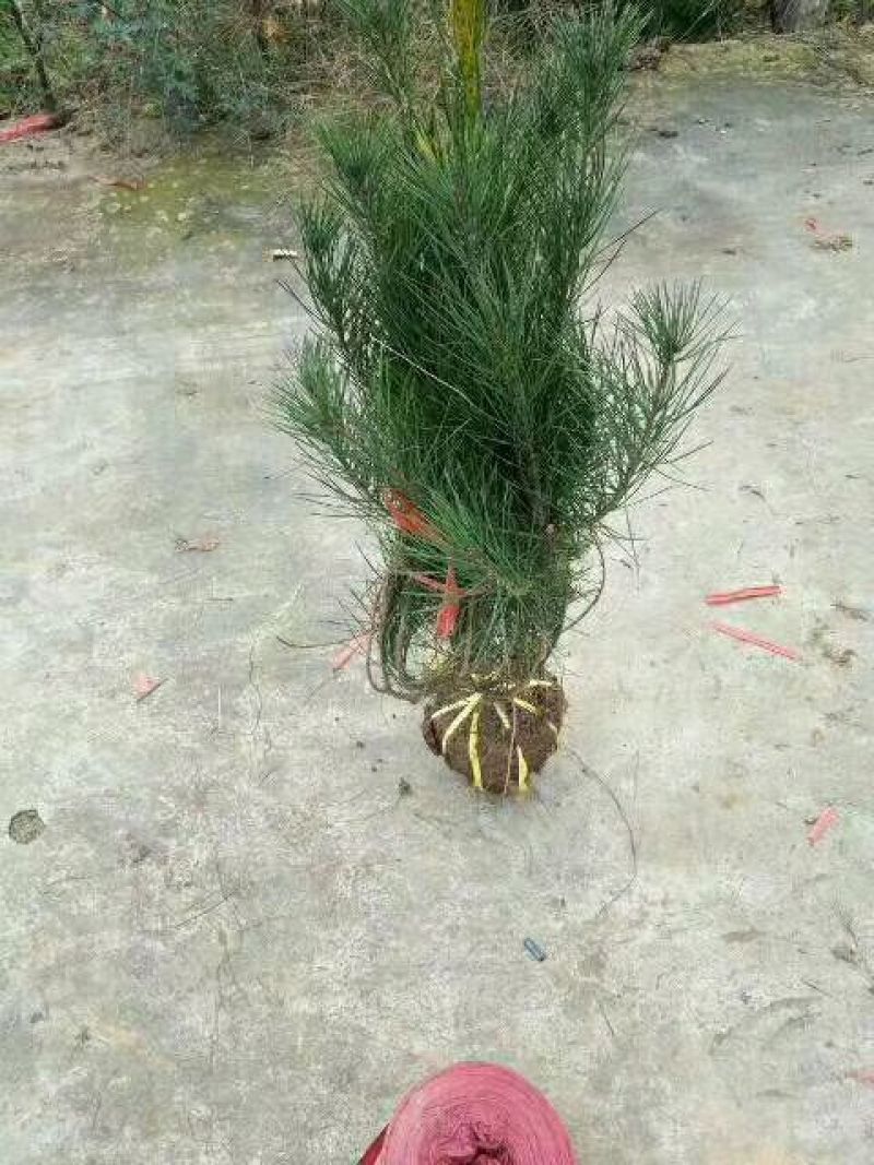 白皮松2米，个个精品，大量有货