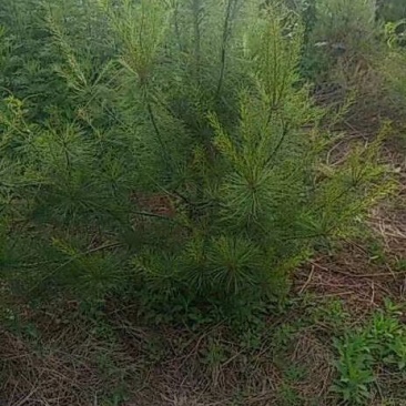 白皮松2米，个个精品，大量有货