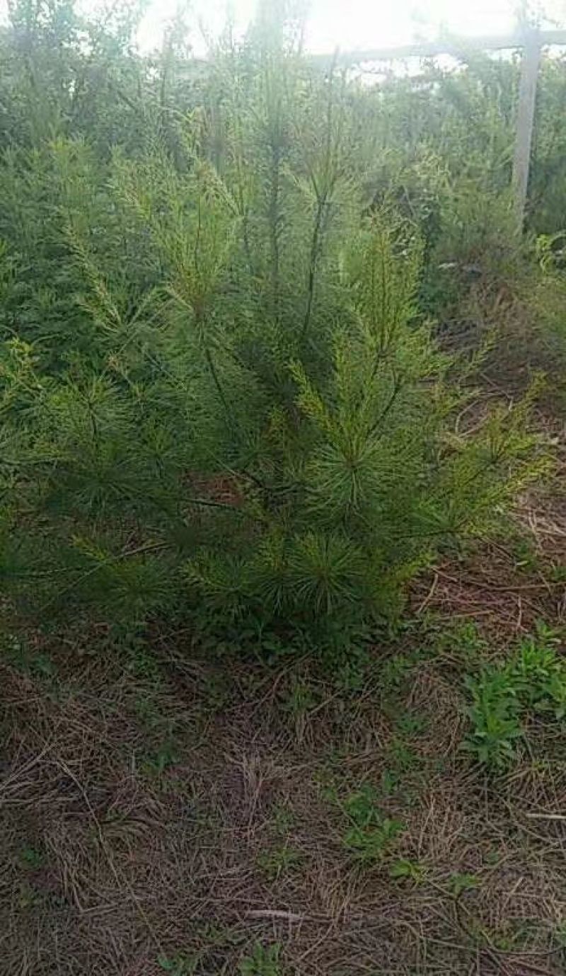 白皮松2米，个个精品，大量有货