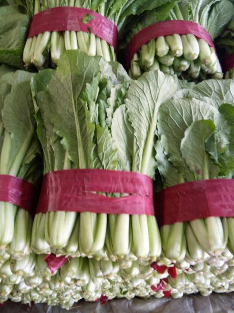 上海青小白菜10~20cm叶菜齐全，专业代收，邯郸蔬菜