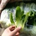 上海青小白菜10~20cm叶菜齐全，专业代收，邯郸蔬菜