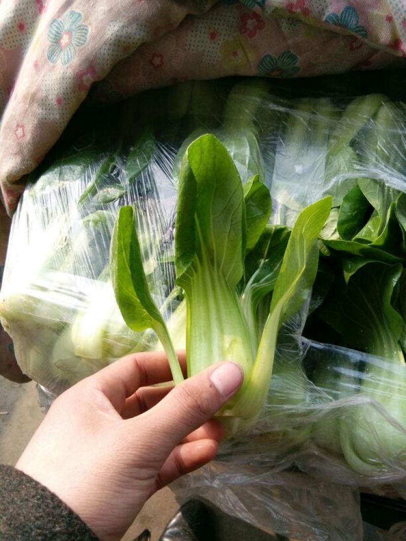上海青小白菜10~20cm叶菜齐全，专业代收，邯郸蔬菜