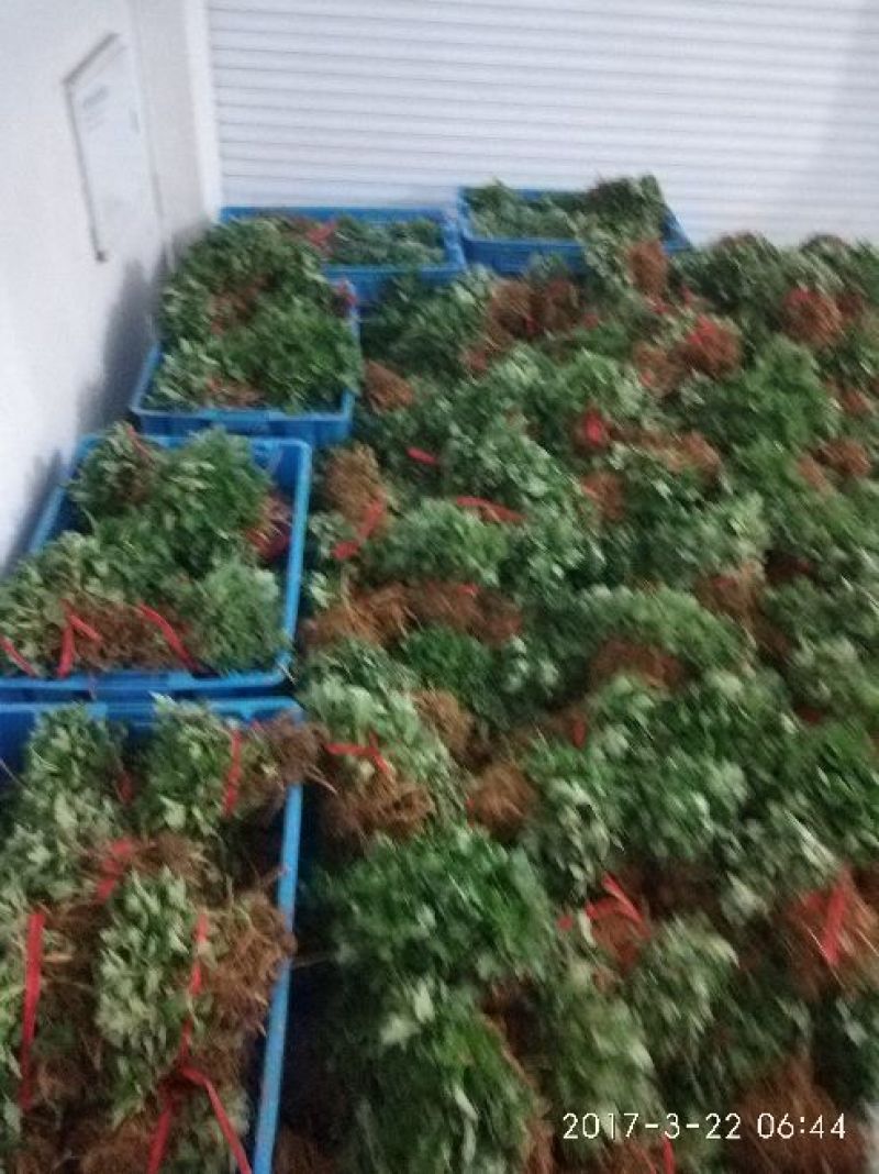 菊花苗