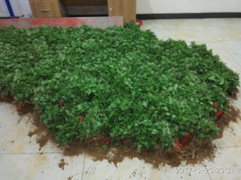 菊花苗