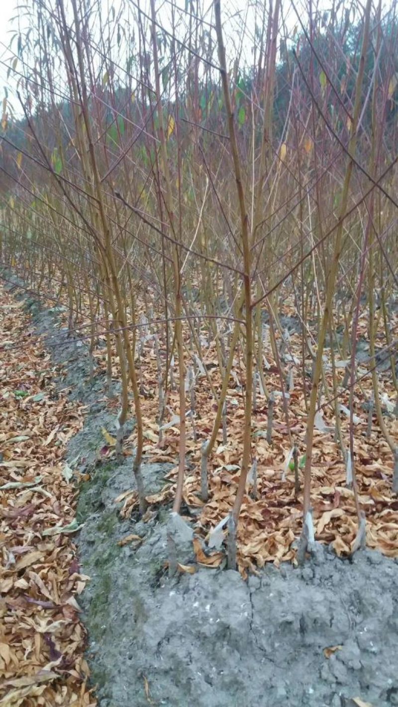 鹰嘴桃树苗蜜桃苗50~70CM，红花嫁接苗，