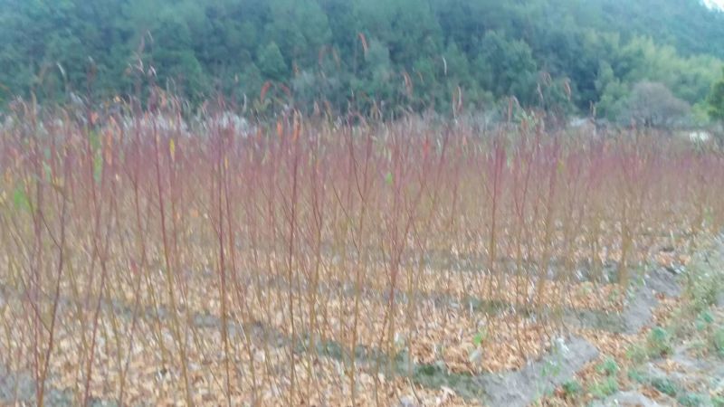 鹰嘴桃树苗蜜桃苗50~70CM，红花嫁接苗，