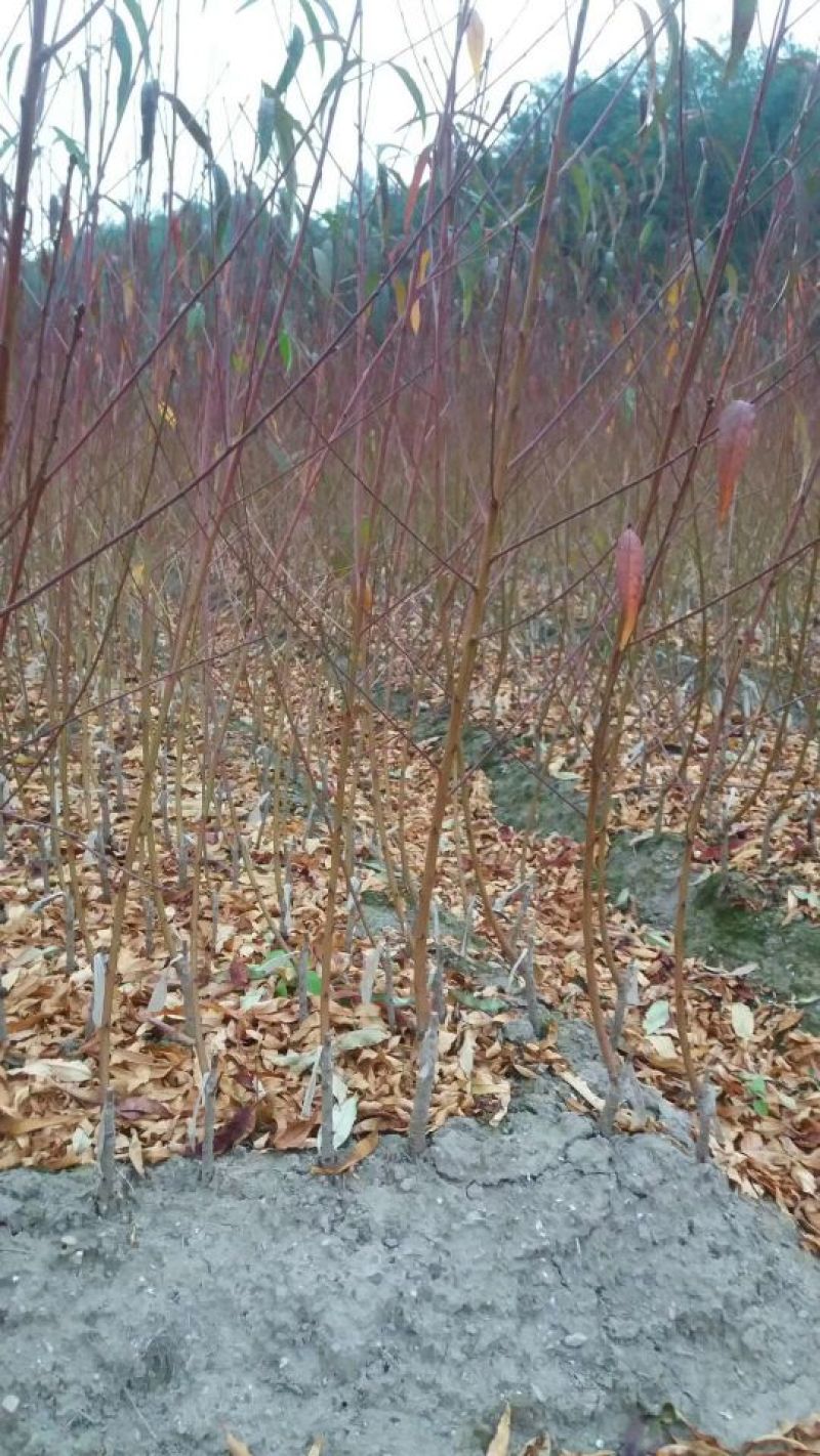 鹰嘴桃树苗蜜桃苗50~70CM，红花嫁接苗，