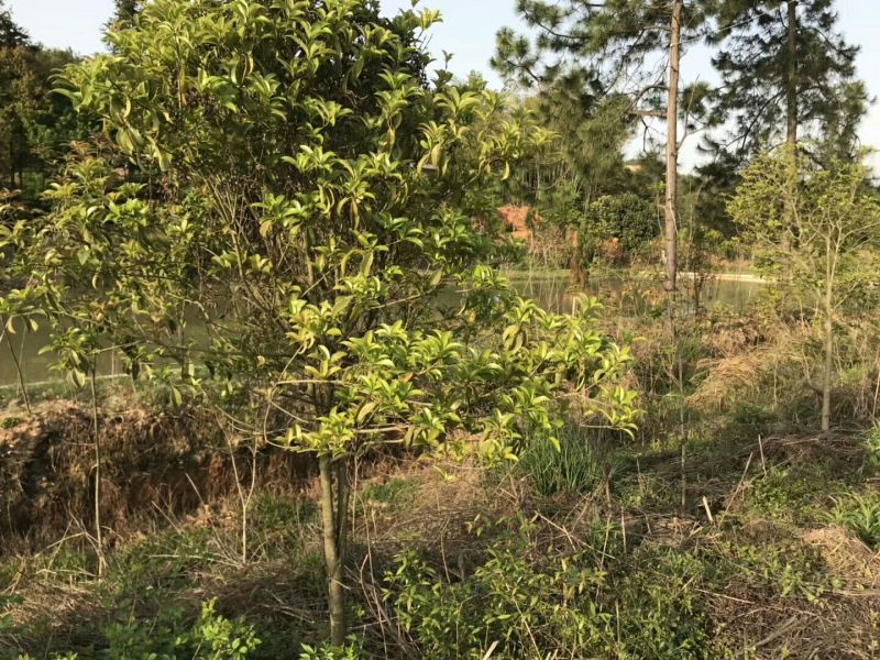 桂花树4~6cm1.5~2米1~2米