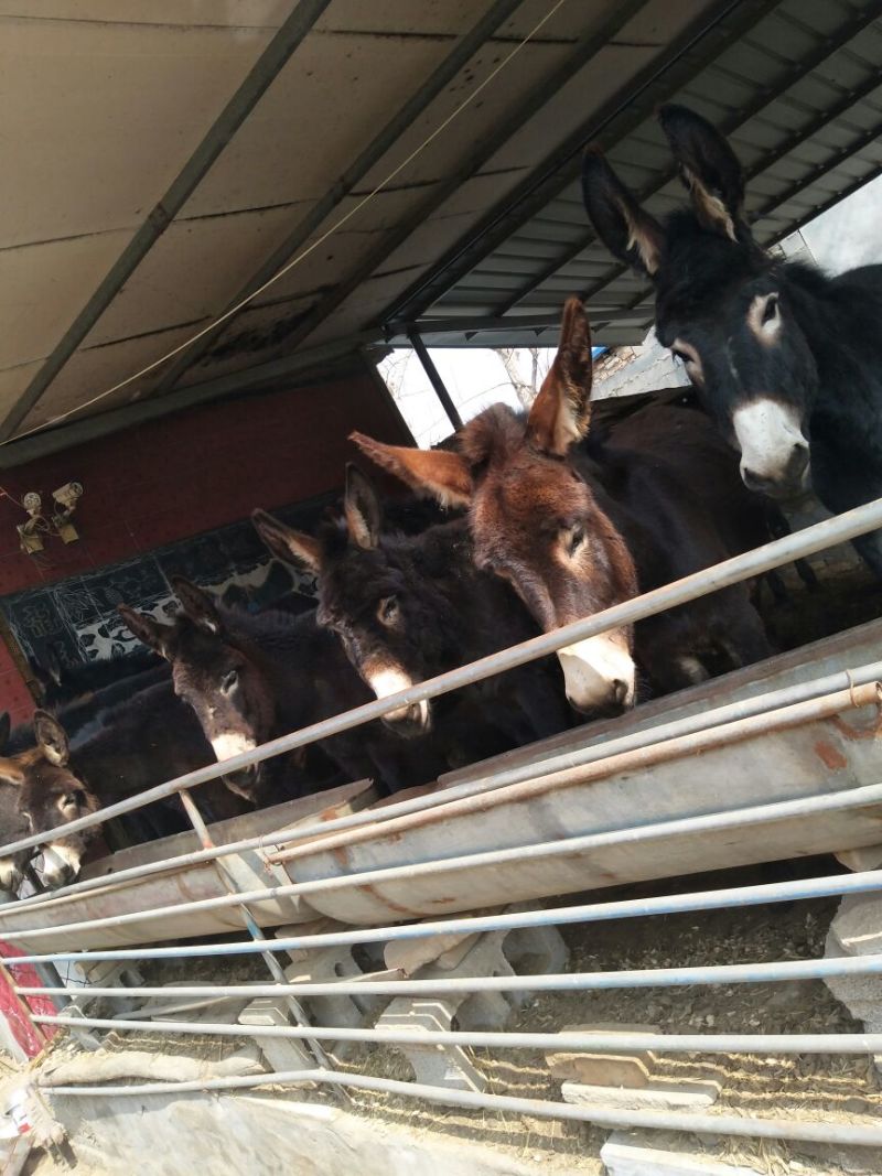 肉驴200~400斤