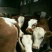 西门塔尔牛犊100~200kg
