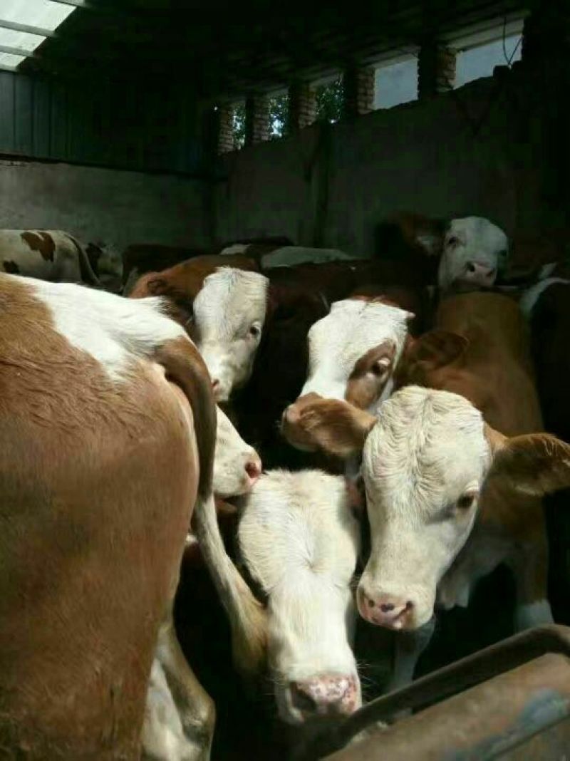 西门塔尔牛犊100~200kg