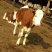 西门塔尔牛犊100~200kg