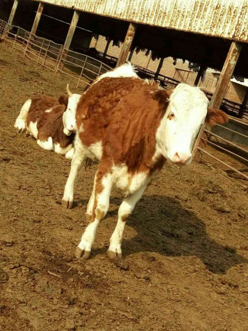 西门塔尔牛犊100~200kg