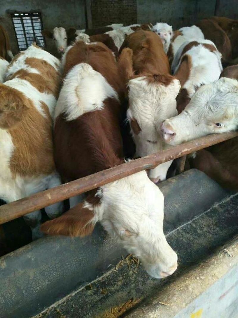 西门塔尔牛犊100~200kg