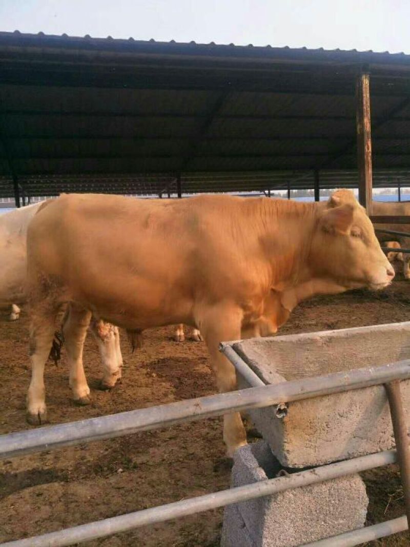 鲁西黄牛犊100~200kg